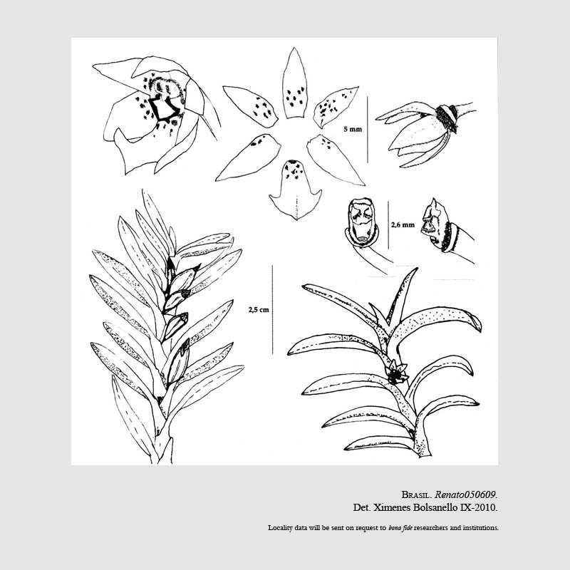 Dichaea elianae